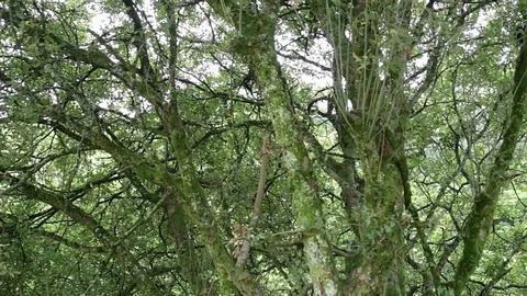 Old green mossy tree and branches of dense woodland in forest 動画素材 78661823