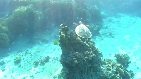 Old Green Sea Turtle Gliding Over Coral Reef in Sun Rays – Red Sea, Egypt Stock Footage 340251542