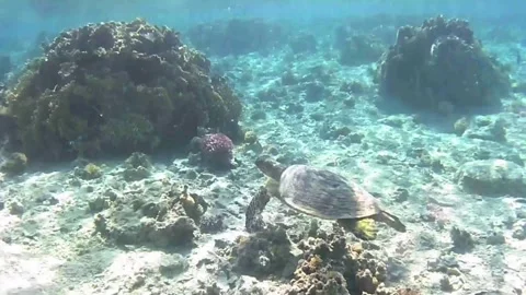 Old Green Sea Turtle Harassed by Territorial Farmerfish While Crossing a Shallow Stock Footage 340251512