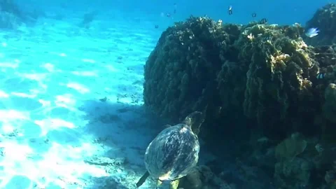 Old Green Sea Turtle Harassed by Territorial Farmerfish Before Surfacing for Air Stock Footage 340251527