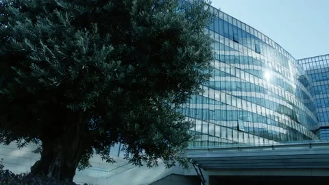 Old Green Tree in front of Big Windowed Building in city shaking leaves Vídeo Stock 130885323