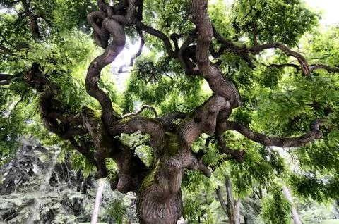 Old green tree Stock Photos