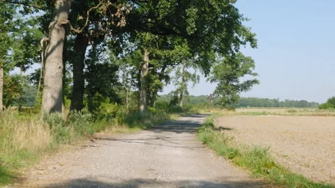 Old green trees growing along dirt road next to mowed field Stock Footage 343543227