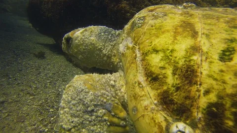 Old Green Turtle Close Up. Sea Turtle Swimming. Calm Slow Graceful Marine Life Stock Footage 119137047
