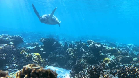 Old green turtle glides over the camera, low angle, in the Vanuatu. 스톡 동영상 116152986