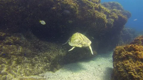 Old Green Turtle Underwater Cave &amp; Yellow Fish School. Sea Turtle Swimming Slow Stock Footage 119506736