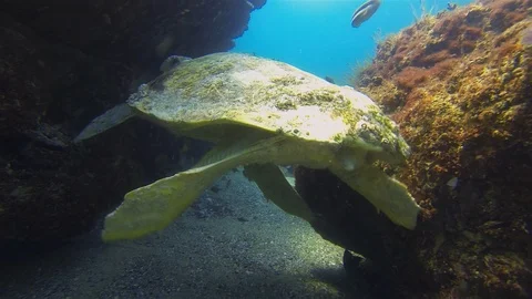 Old Green Turtle Underwater Cave &amp; Yellow Fish School. Sea Turtle Swimming Close Video stock 119567013