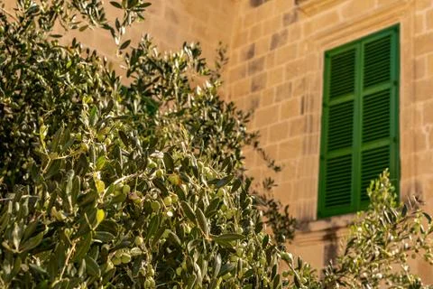 Old green window with olive tree in front in ancient town mdina, malta Stock Photos
