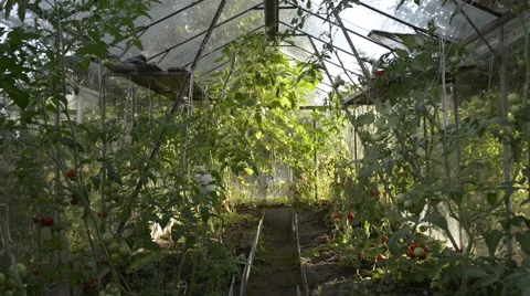 Old greenhouse and reddish tomatoes Stock Footage 60647157