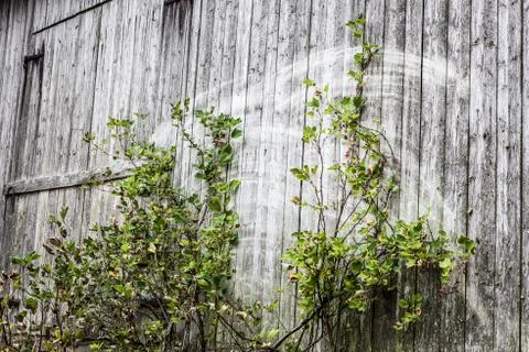 Old grey barn wall Stock Photos
