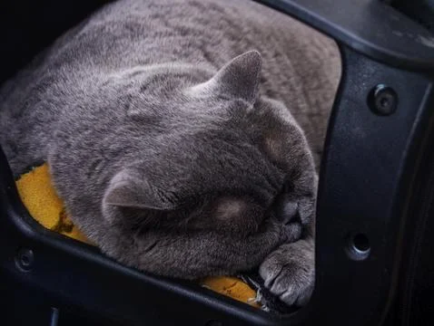 An old grey British cat is dozing in a black armchair. Shooting from differ.. 스톡 사진