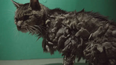 Old grey cat having a look around Video stock 171541226