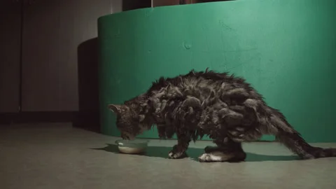 Old grey cat having a snack Vidéo 171541201