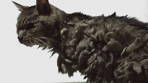 Old grey cat looking around Stock Footage 171336412