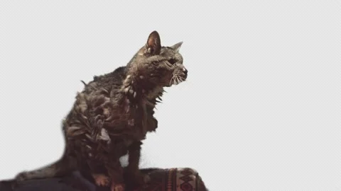 Old grey cat shaking his fur Stock-Footage 171336587