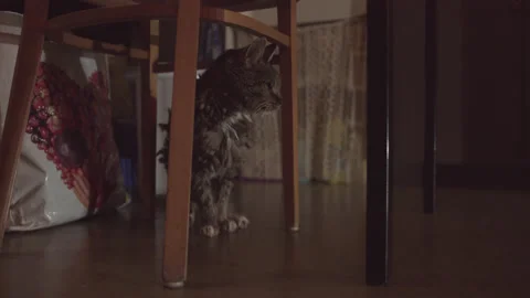 Old grey cat sitting under a chair Video stock 171407795