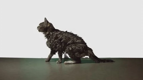 Old grey cat standing Stock Footage 171336402