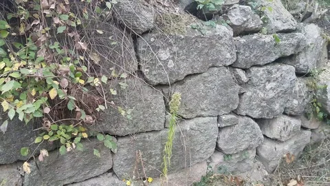 Old grey dry stone wall with plants and cat  (retro) Stock Footage 97207100