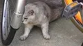 Old Grey Stray Cat Walks Under Bike HD HD Footage