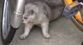Old Grey Stray Cat Walks Under Bike 4K 4k or 4k+ Resolution