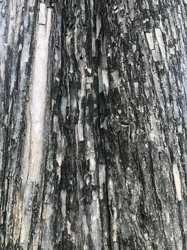 Old Grey Tree Bark Stock Photos