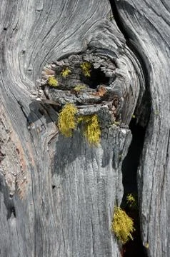 Old Grey - White Bark Pine (Pinus albicaulis) and lichen detail. Foto stock