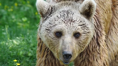 Old Grizzly Bear Stock-Footage 333073015