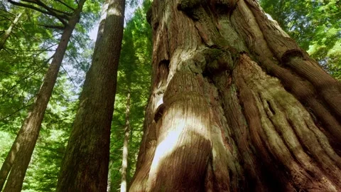 Old growth cedar trees in Pacific rain forest Stock Footage 132809150