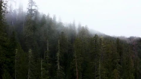 Old Growth Drone Video Stock Footage 171887657