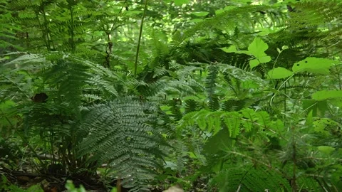 Old growth forest Stock Footage 105071070