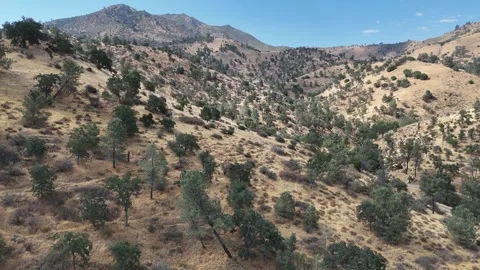 Old Growth Forest, Pine Trees, Oak Trees Video stock 280324355