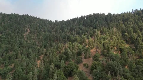 Old Growth Forest, Pine Trees, Oak Trees Stock Footage 280325497