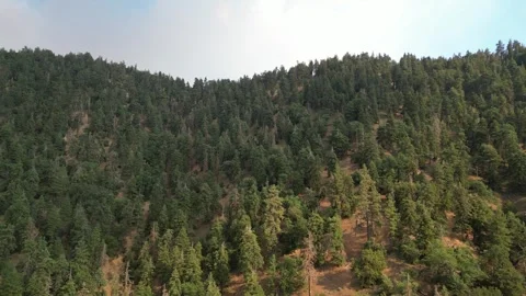 Old Growth Forest, Pine Trees, Oak Trees Video stock 280325500