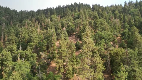 Old Growth Forest, Pine Trees, Oak Trees Stock Footage 280325523