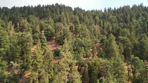 Old Growth Forest, Pine Trees, Oak Trees Stock Footage 280325555