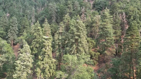 Old Growth Forest, Pine Trees, Oak Trees Video stock 280325556