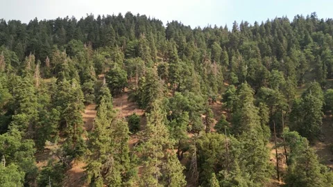 Old Growth Forest, Pine Trees, Oak Trees Video stock 280325583