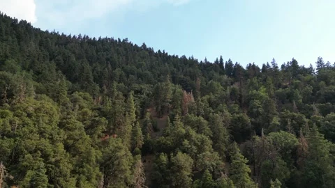 Old Growth Forest, Pine Trees, Oak Trees Video stock 280325601