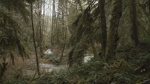 Old growth forest with river Stock Footage 122385079