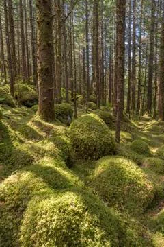 Old growth forest with Sitka spruce (Picea sitchensis) and hemlock (Tsuga), Tong Stock Photos
