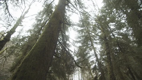 Old growth forest tree canopy on a misty day Stock Footage 122403466