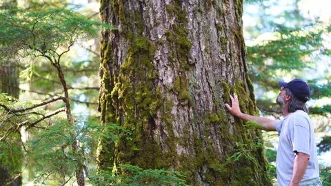 Old Growth Forest Tree Stock Footage 93524127