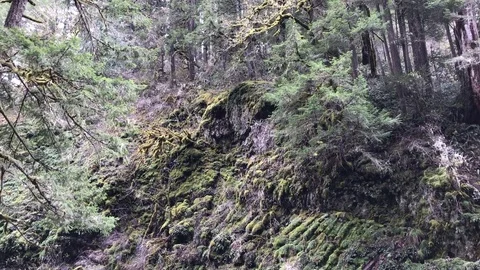 Old growth forest volcanic moss covered spiral rock fast flowing river Vídeos de archivo 76504512