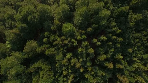 Old growth green forest Video stock 99430592