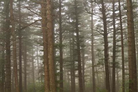 Old Growth Pine Forest 스톡 사진