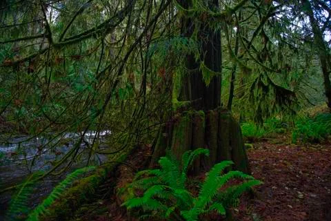Old growth rain forest in Stocking Creek Waterfall park in Vancouver Island, Stock Photos