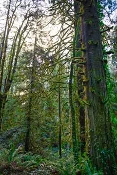 Old growth rain forest in Stocking Creek Waterfall park in Vancouver Island, Stock Photos