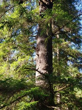 Old growth spruce tree Stock Photos