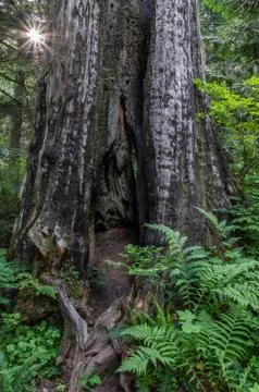 Old-growth tree burned by fire. Mt Hood Wilderness, Oregon. Stock Photos