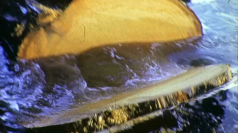 Old Growth Tree Log Cut Sawmill 1960s Vintage Film Movie Footage 1345 Stock Footage 8995186
